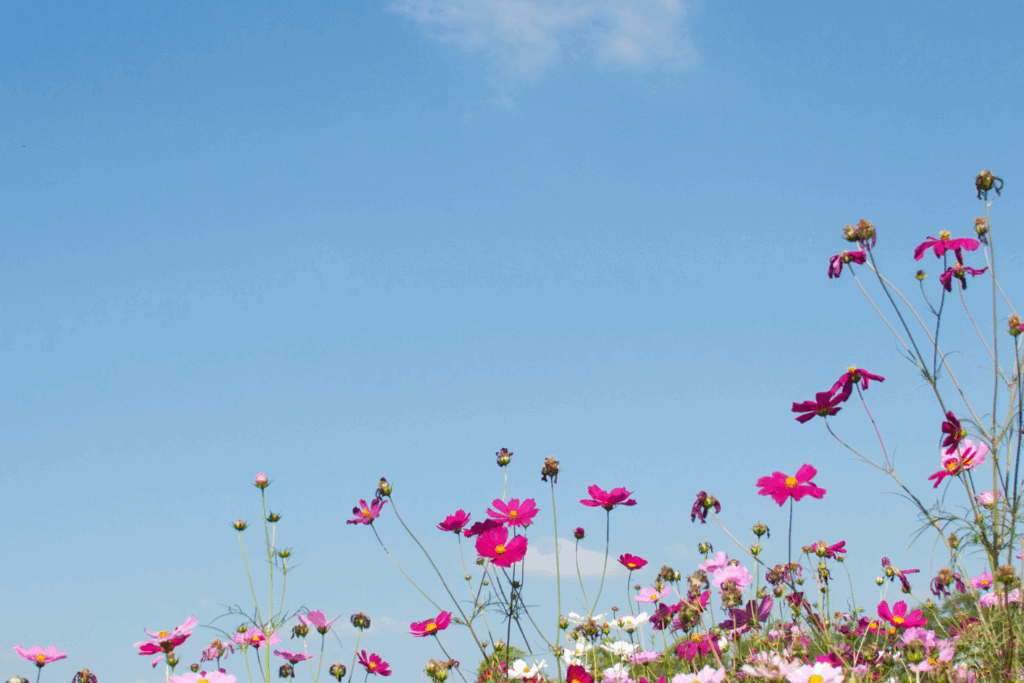 BG poster background